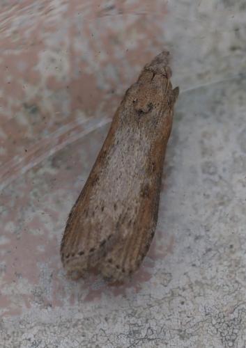 Réf. 265 169 : Lamoria anella
